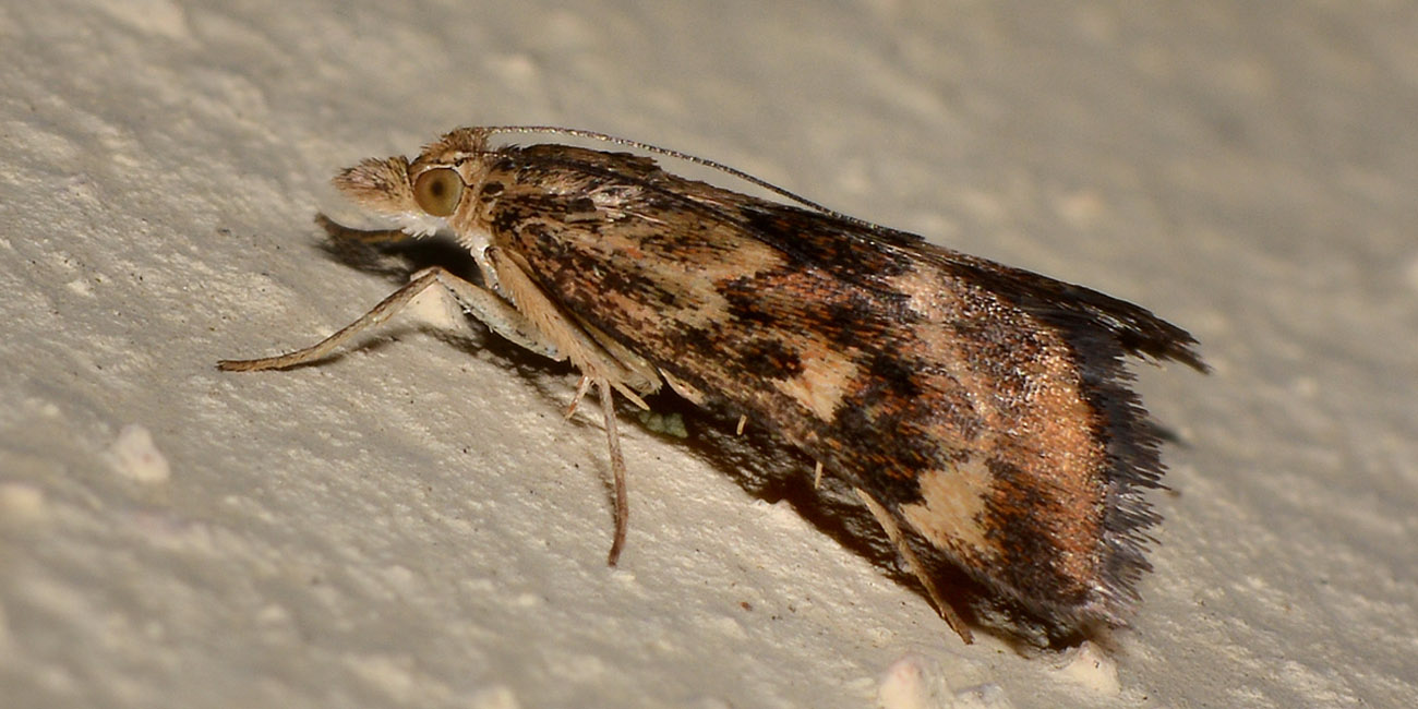 Crambidae - Pyrausta despicata? S